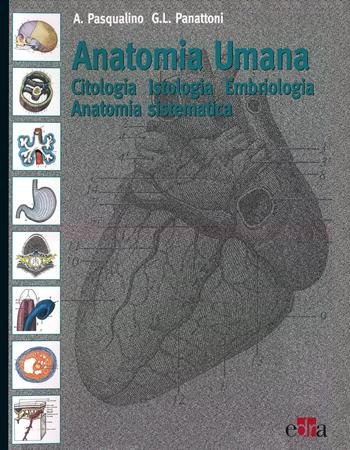 Anatomia umana. Citologia, istologia, embriologia, anatomia sistematica - Arcangelo Pasqualino, G. L. Panattoni - Libro Edra 2009 | Libraccio.it