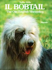 Il bobtail. The old English sheepdog