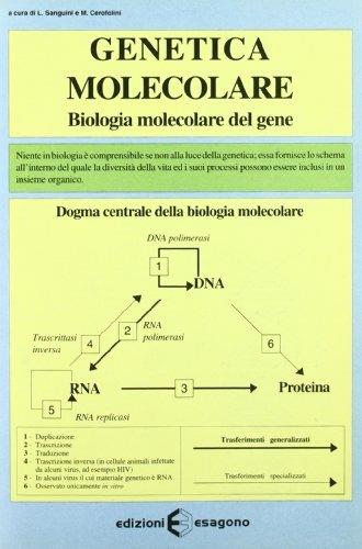 Genetica molecolare. Biologia molecolare del gene - L. Sanguini, M. Cerofolini - Libro Esagono 1997 | Libraccio.it