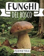 Funghi del bosco