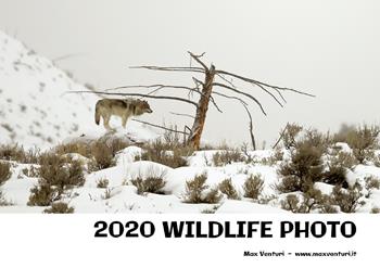 2020 wildlife photo. Ediz. illustrata - Max Venturi - Libro Youcanprint 2021 | Libraccio.it